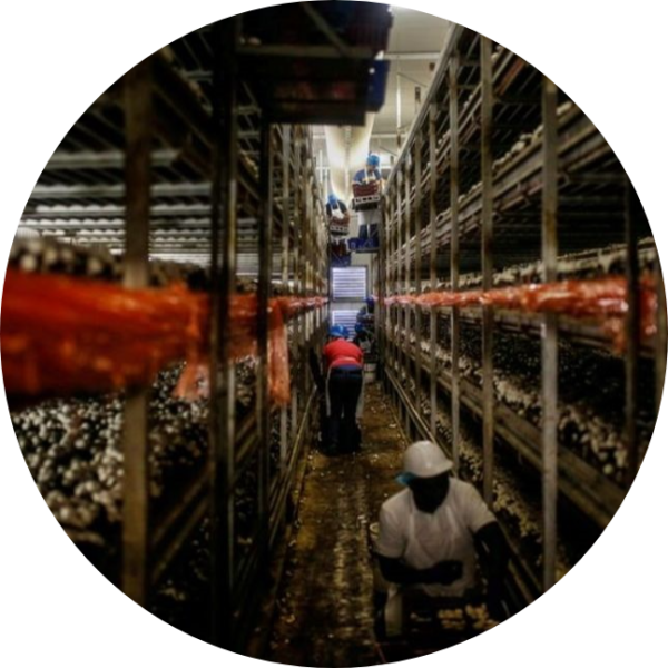 Workers Picking Mushrooms